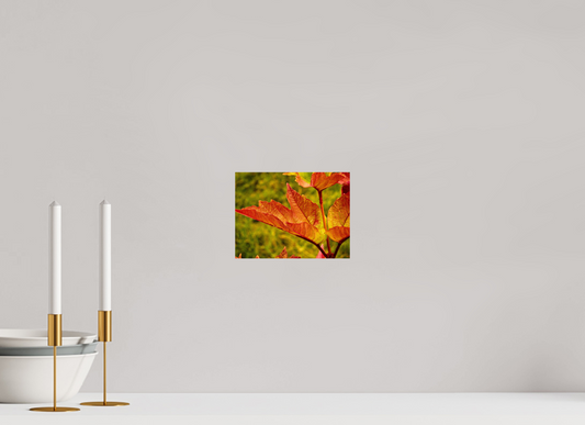 20 x 15 cm, Photo Print On Fuji Crystal DP II Maple Leaf