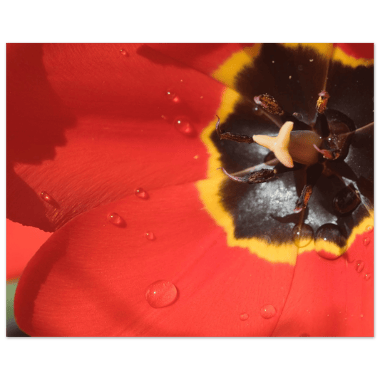 Downtown Calgary Alberta Poster – Premium Matte Wall Art