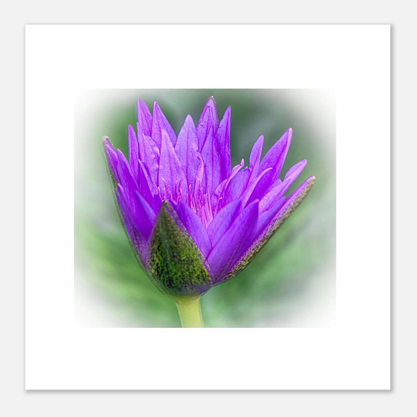 HDR Sacred Lotus Poster – Calgary Zoo Alberta Premium Art Print - Dave Pattinson Photography Online Shop