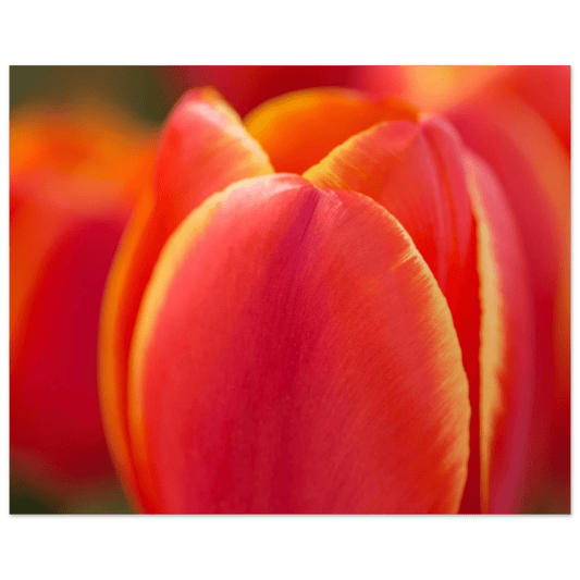 Orange Tulip Poster Vancouver BC – Stanley Park Art