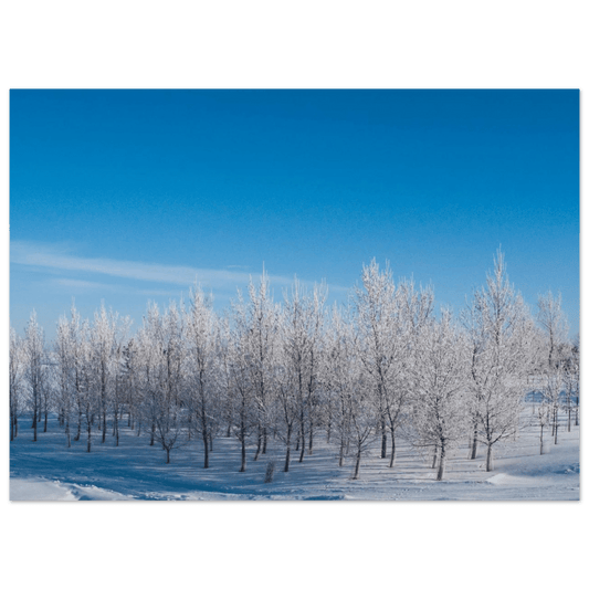 Snowy Trees at Sunrise Poster – Premium Matte Art Print of Alberta's Landscape - Dave Pattinson Photography Online Shop