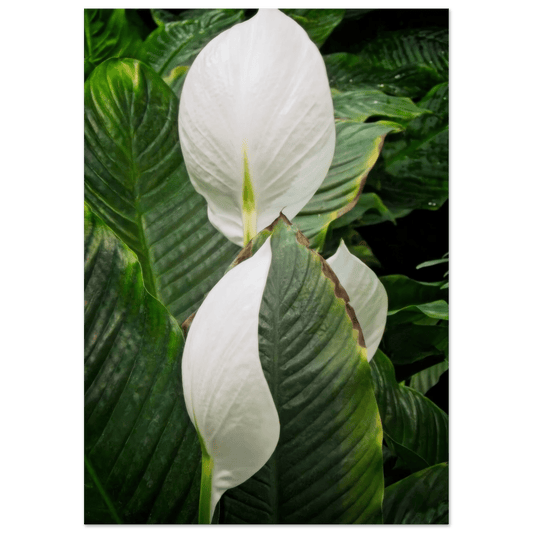 Spathiphyllum Wallisii Poster – Devonian Gardens, Calgary, Alberta - Dave Pattinson Photography Online Shop
