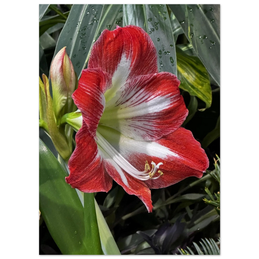 Stunning Amaryllis Flowers Poster – Devonian Gardens Design - Dave Pattinson Photography Online Shop