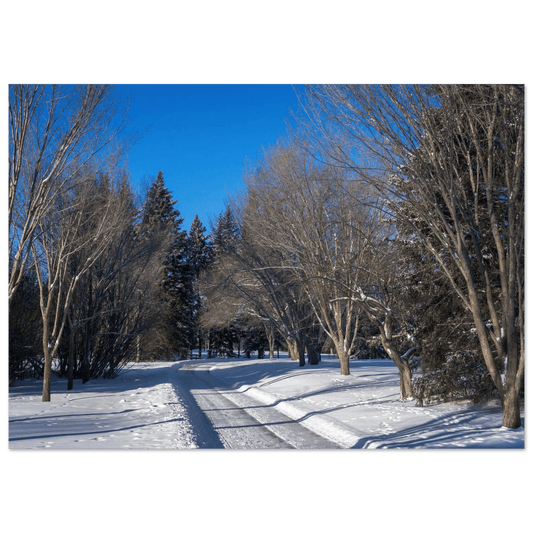 Winter Baker Park Calgary poster displayed in a modern home setting with a plant.