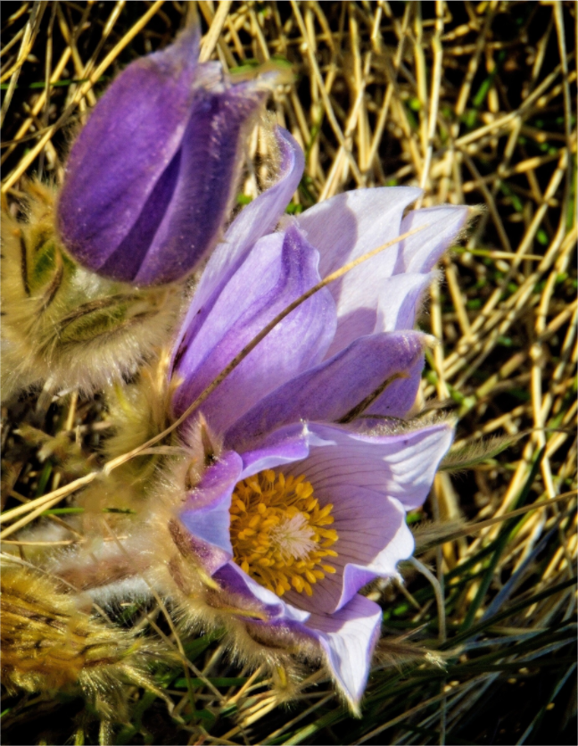 Main image Crocus Bowmont Park Calgary Alberta