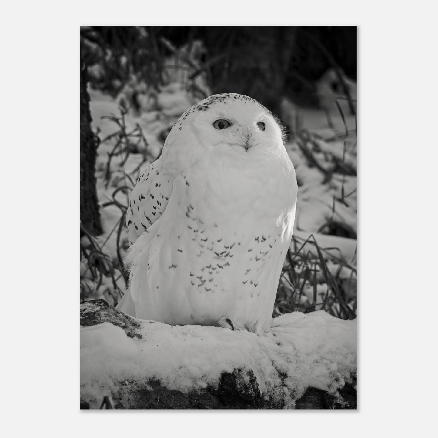 8b98c4e4-948c-4c04-95d0-b1d11b9b4f3c