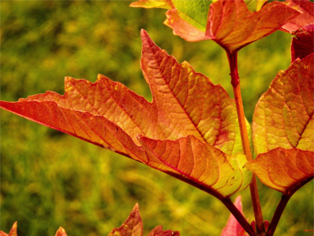 Main image Maple Leaf