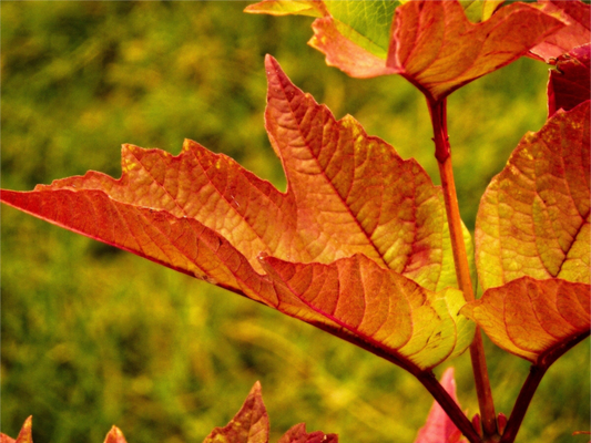 Main image Maple Leaf