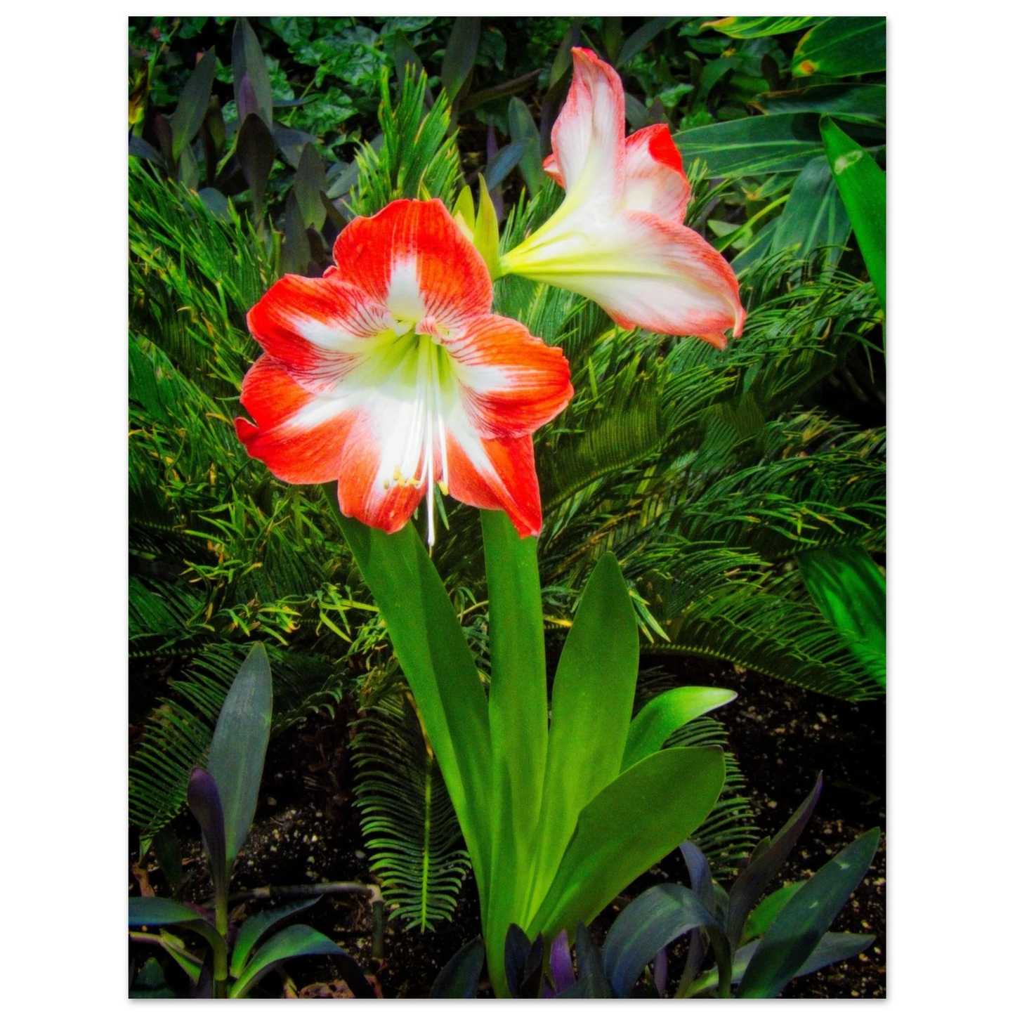 Amaryllis Poster Devonian Gardens Downtown Calgary Alberta | Premium Matte Finish - Dave Pattinson Photography Online Shop