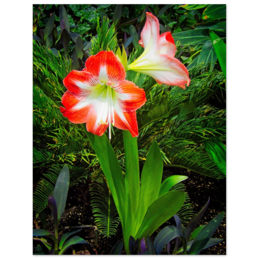 Amaryllis Poster Devonian Gardens Downtown Calgary Alberta | Premium Matte Finish - Dave Pattinson Photography Online Shop