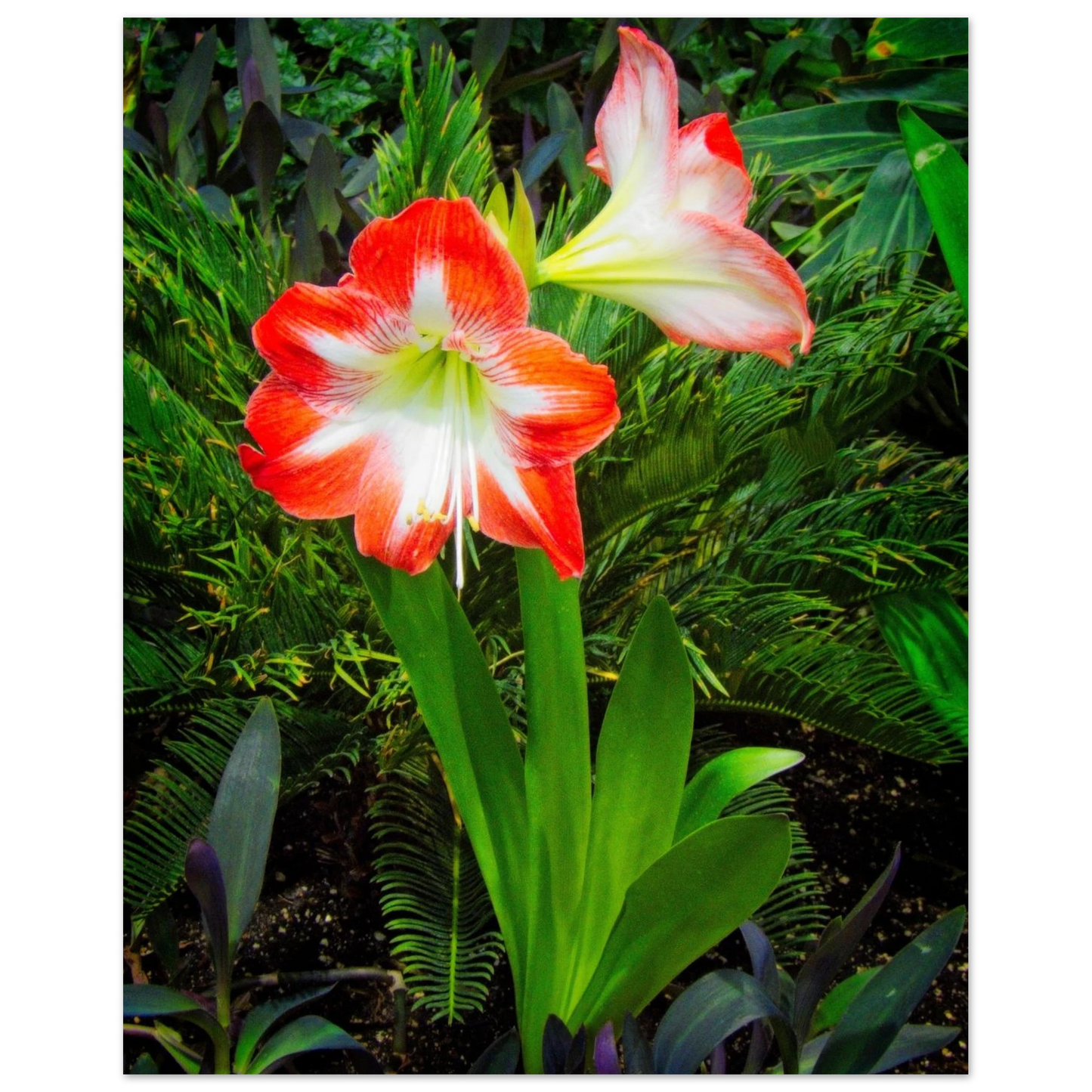 Amaryllis Poster Devonian Gardens Downtown Calgary Alberta | Premium Matte Finish - Dave Pattinson Photography Online Shop