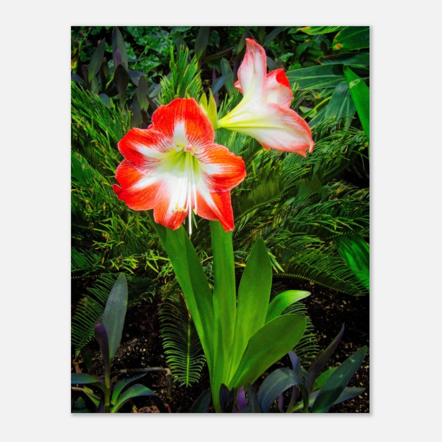Amaryllis Poster Devonian Gardens Downtown Calgary Alberta | Premium Matte Finish - Dave Pattinson Photography Online Shop