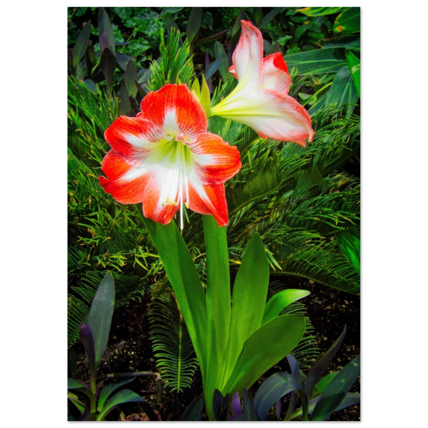 Amaryllis Poster Devonian Gardens Downtown Calgary Alberta | Premium Matte Finish - Dave Pattinson Photography Online Shop