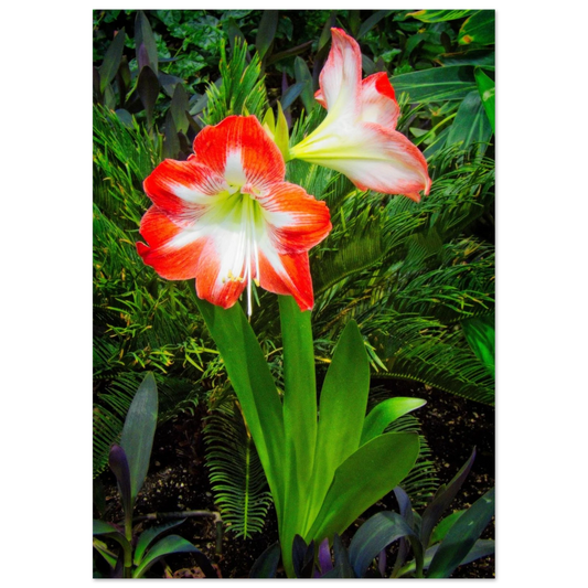 Amaryllis Poster Devonian Gardens Downtown Calgary Alberta | Premium Matte Finish - Dave Pattinson Photography Online Shop