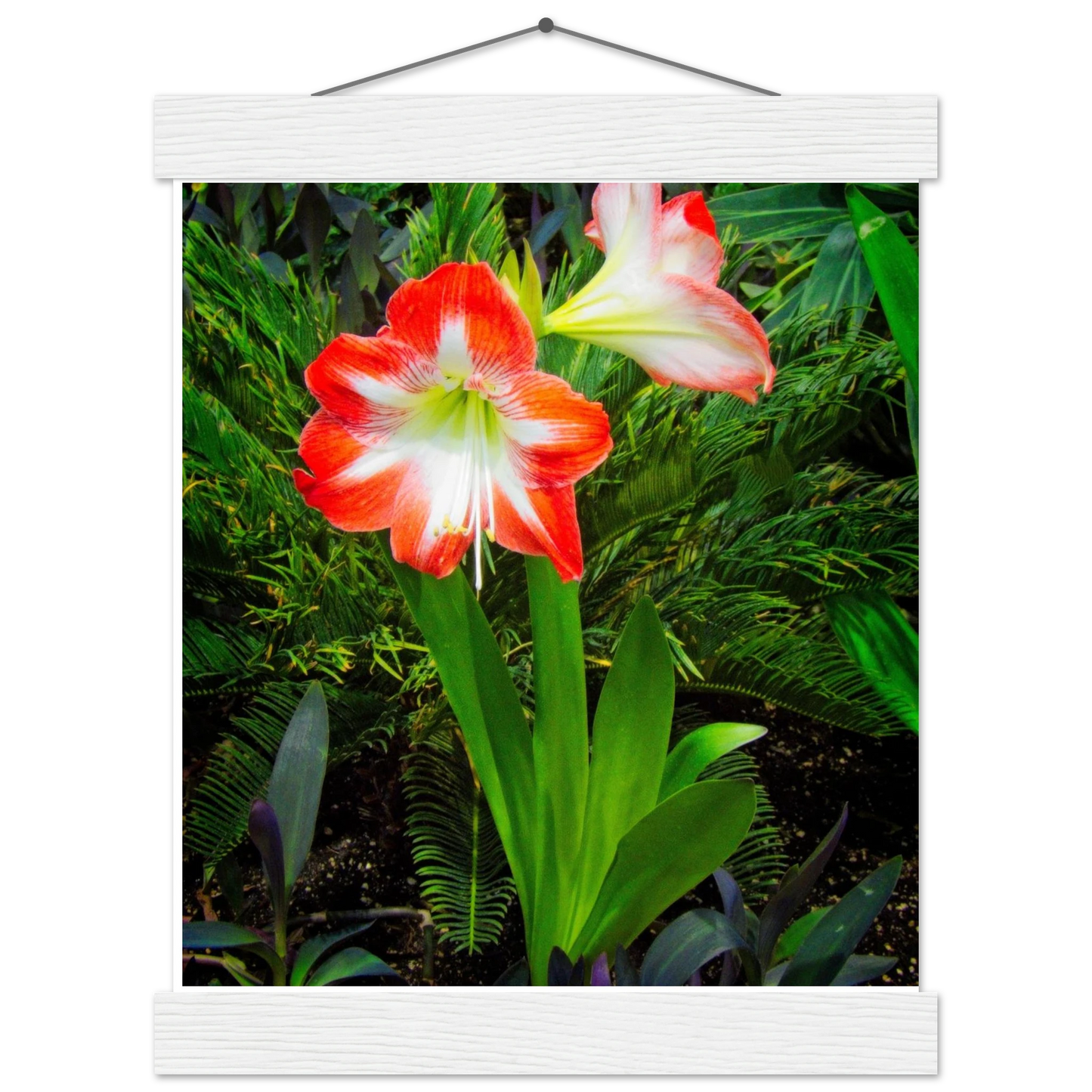 Amaryllis Poster with Hanger - Elegant Indoor Display with Durable Pine Wood Frame - Dave Pattinson Photography Online Shop
