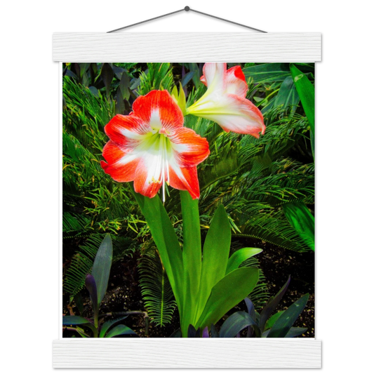 Amaryllis Poster with Hanger - Elegant Indoor Display with Durable Pine Wood Frame - Dave Pattinson Photography Online Shop