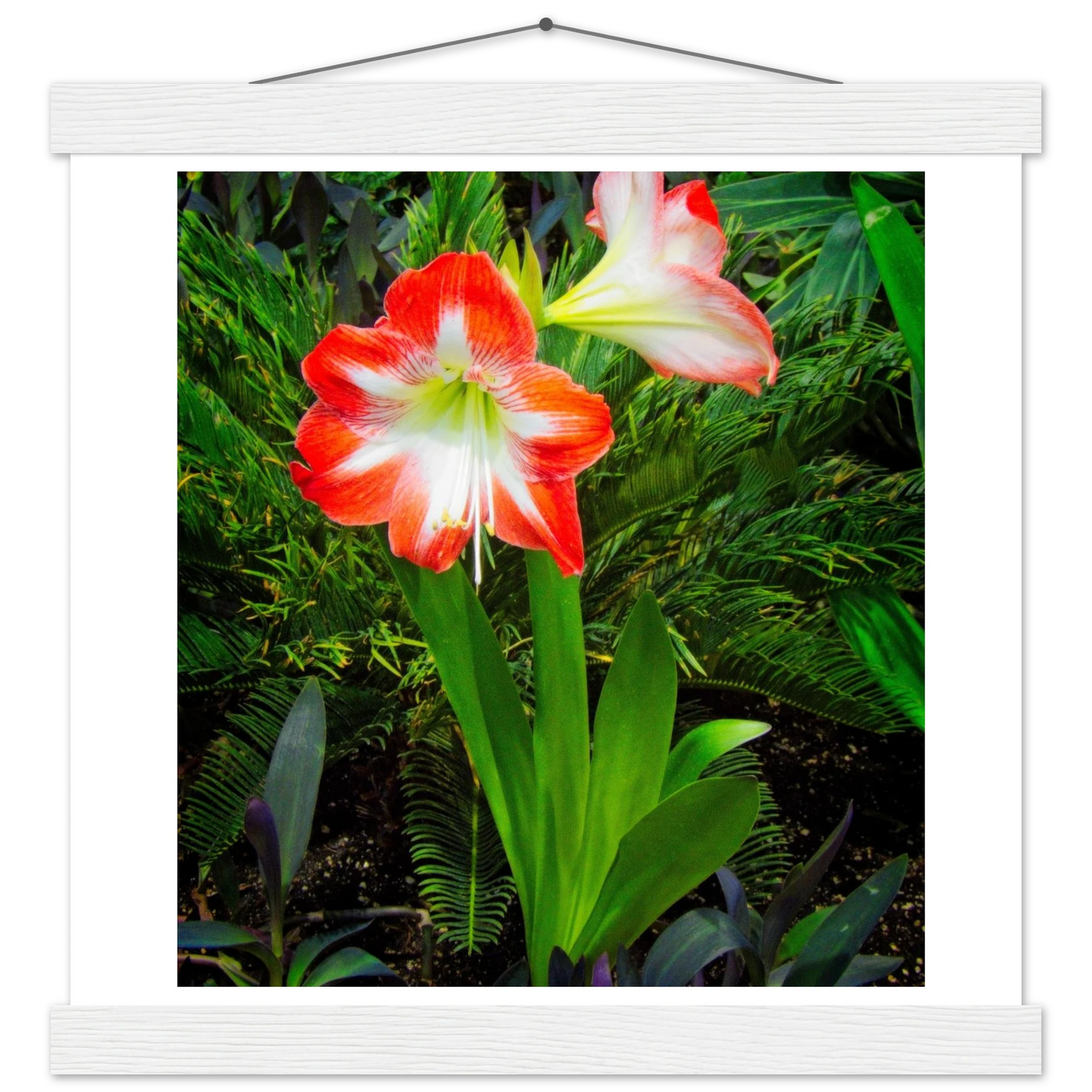 Amaryllis Poster with Hanger - Elegant Indoor Display with Durable Pine Wood Frame - Dave Pattinson Photography Online Shop