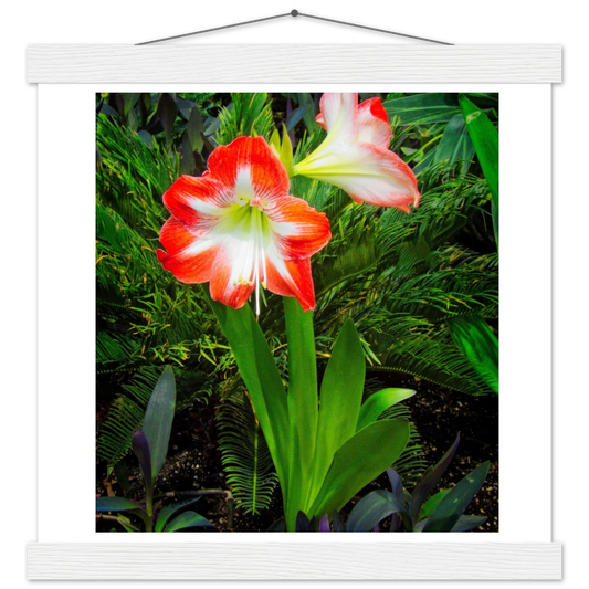 Amaryllis Poster with Hanger - Elegant Indoor Display with Durable Pine Wood Frame - Dave Pattinson Photography Online Shop