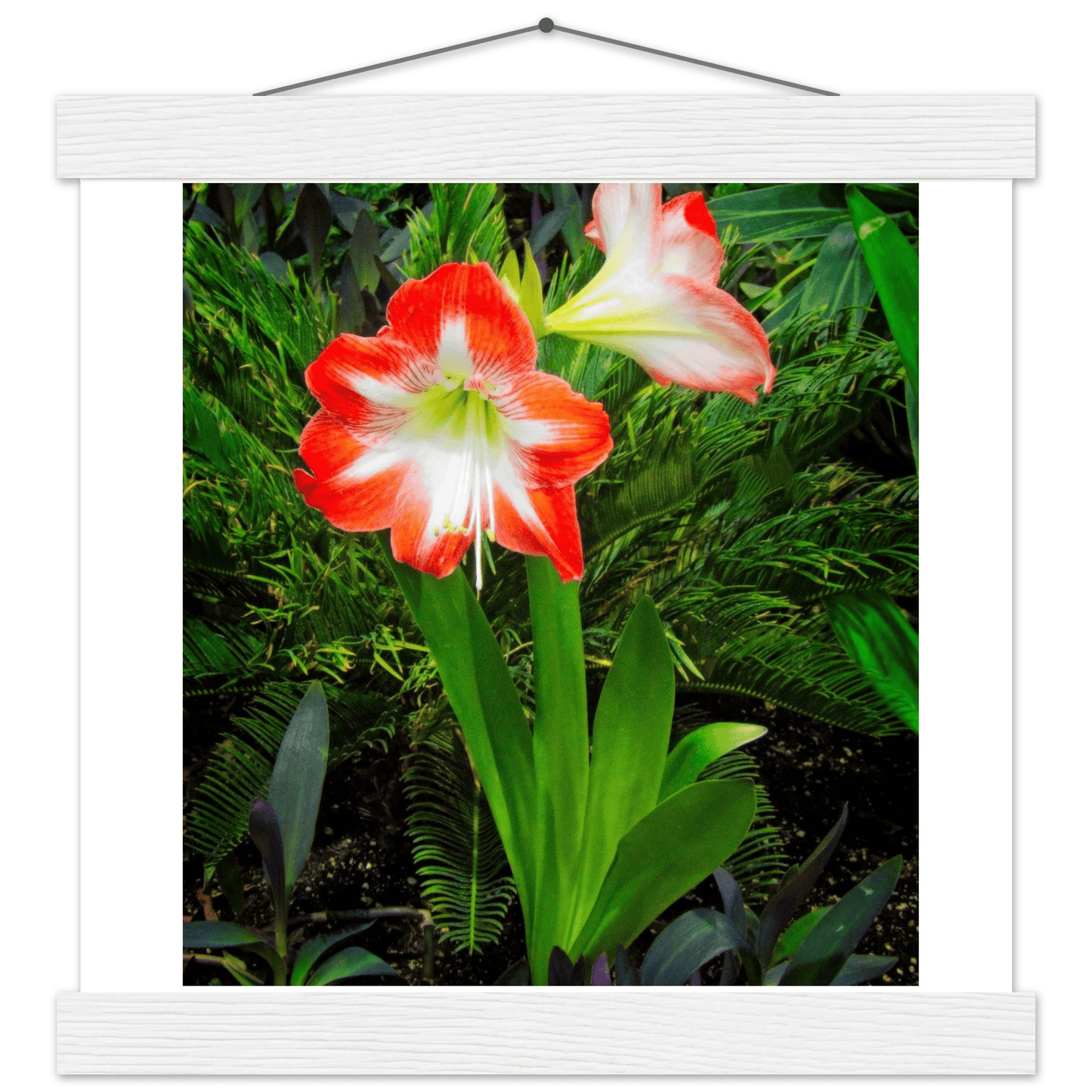 Amaryllis Poster with Hanger - Elegant Indoor Display with Durable Pine Wood Frame - Dave Pattinson Photography Online Shop