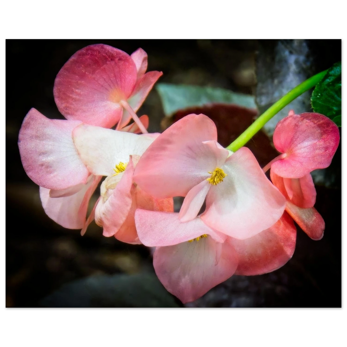 Begonias poster inspired by Devonian Gardens Calgary Alberta floral display