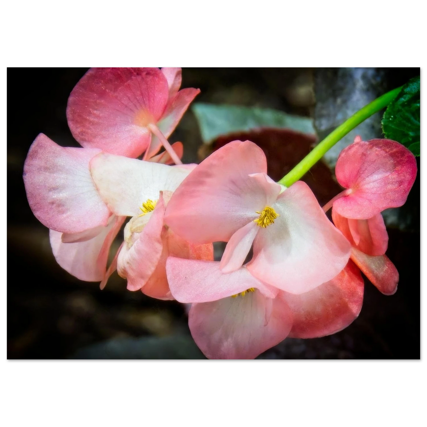 Begonias poster inspired by Devonian Gardens Calgary Alberta floral display