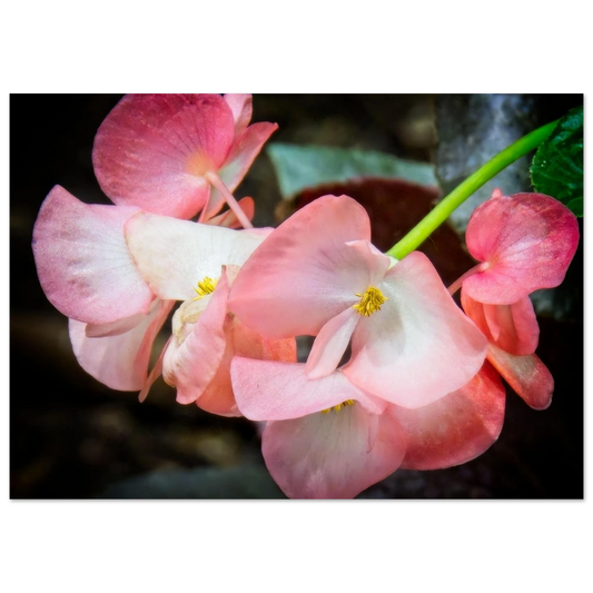 Begonias poster inspired by Devonian Gardens Calgary Alberta floral display