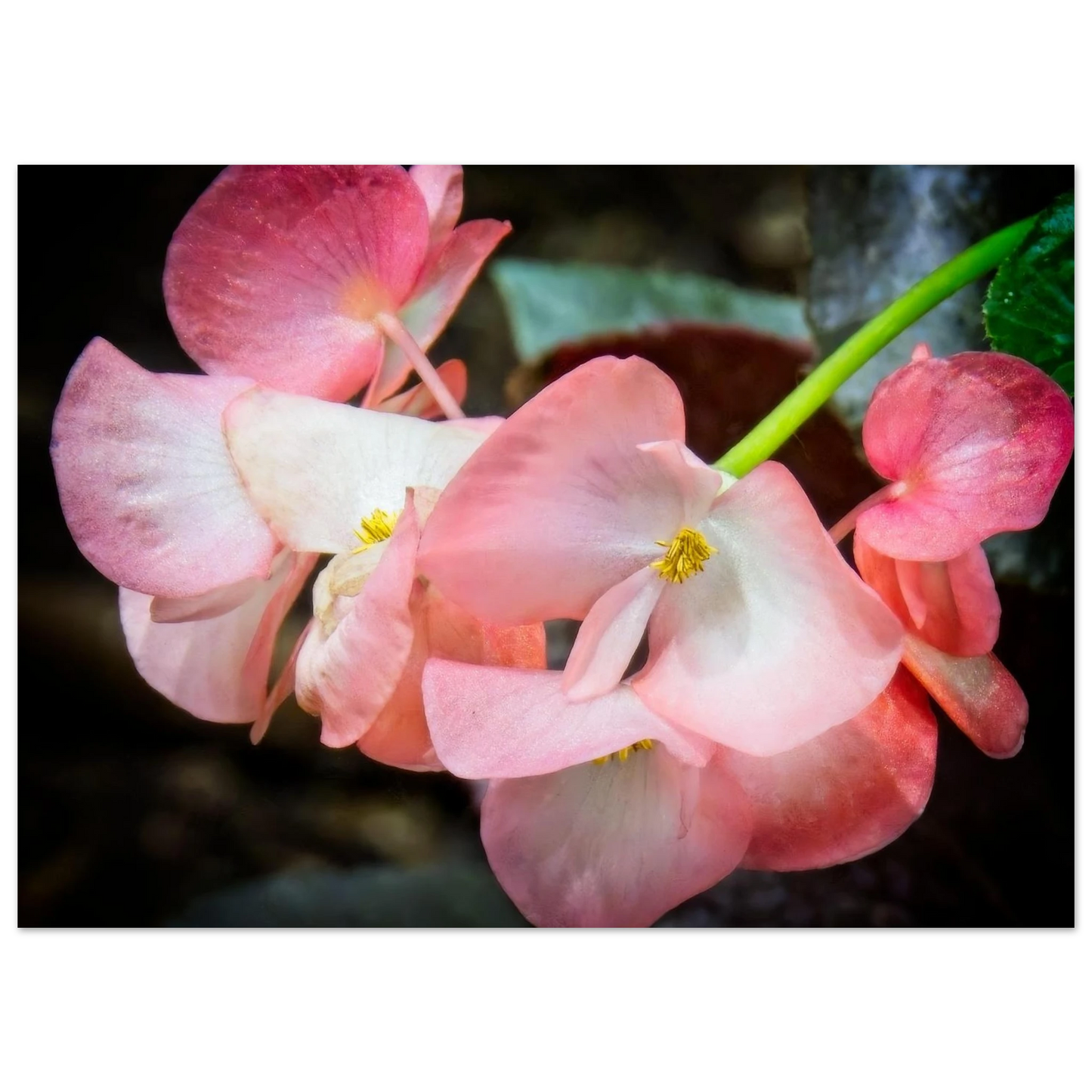 Begonias poster inspired by Devonian Gardens Calgary Alberta floral display