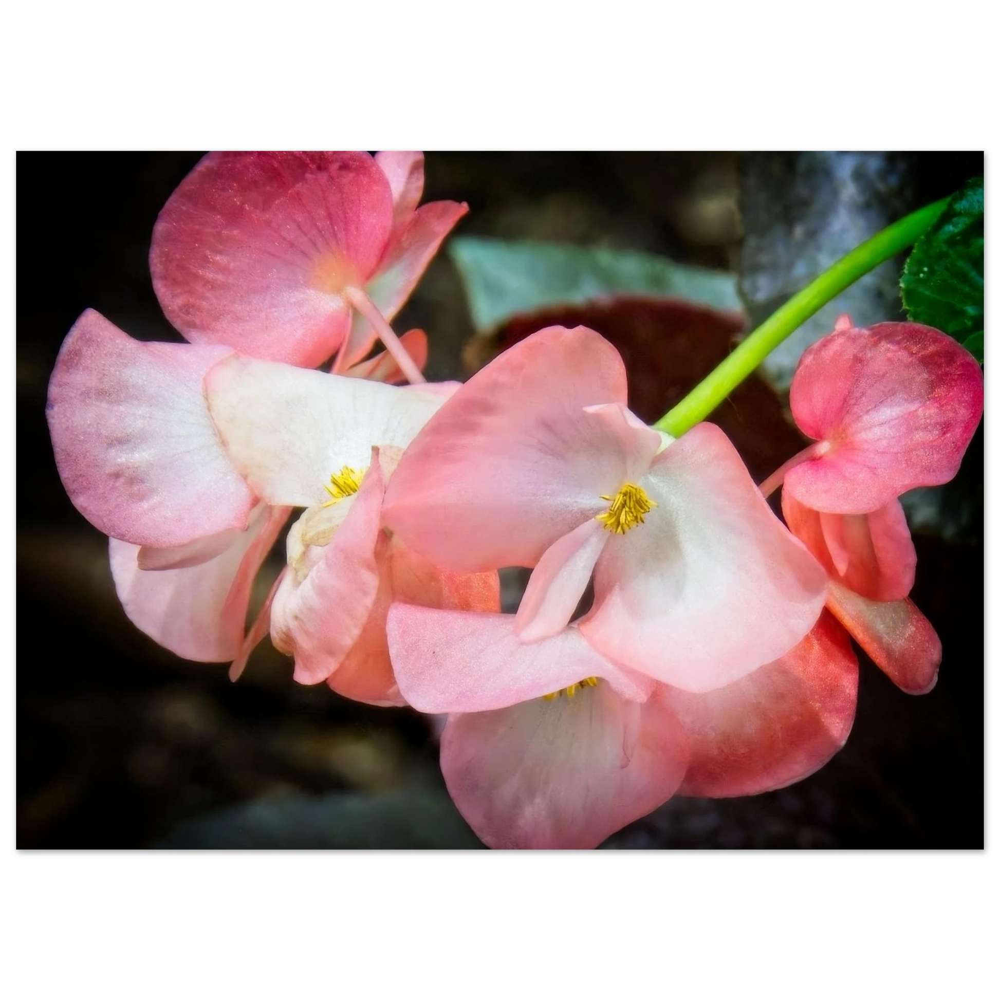 Begonias poster inspired by Devonian Gardens Calgary Alberta floral display