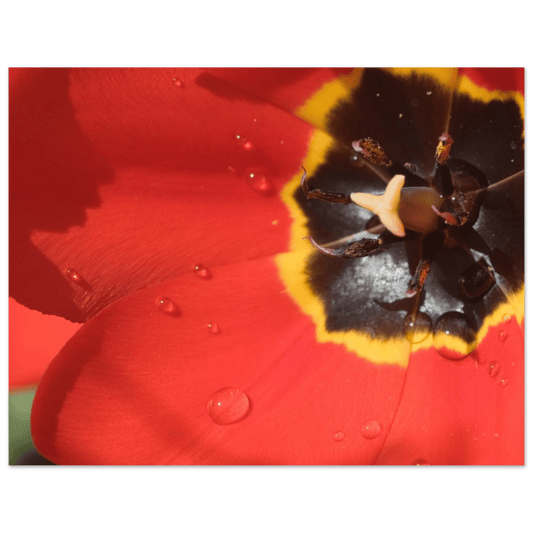 Downtown Calgary Alberta Poster – Premium Matte Wall Art