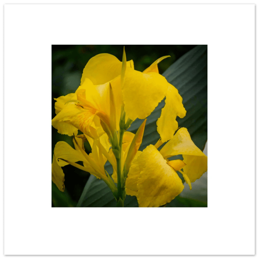 Golden Canna Poster - Devonian Garden Downtown Calgary Alberta Art Print - Dave Pattinson Photography Online Shop