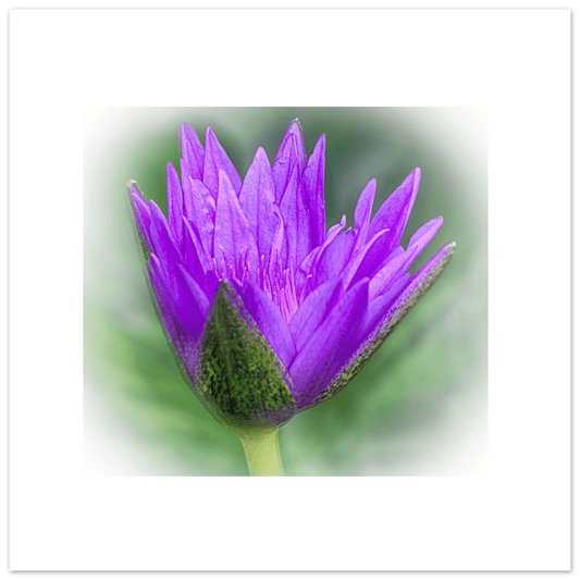 HDR Sacred Lotus Poster – Calgary Zoo Alberta Premium Art Print - Dave Pattinson Photography Online Shop