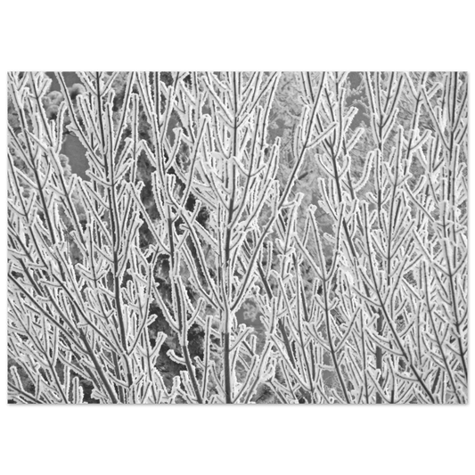 Hoar Frost Poster – Premium Matte Finish Art Print - Dave Pattinson Photography Online Shop