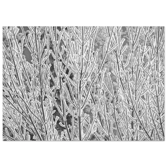 Hoar Frost Poster – Premium Matte Finish Art Print - Dave Pattinson Photography Online Shop