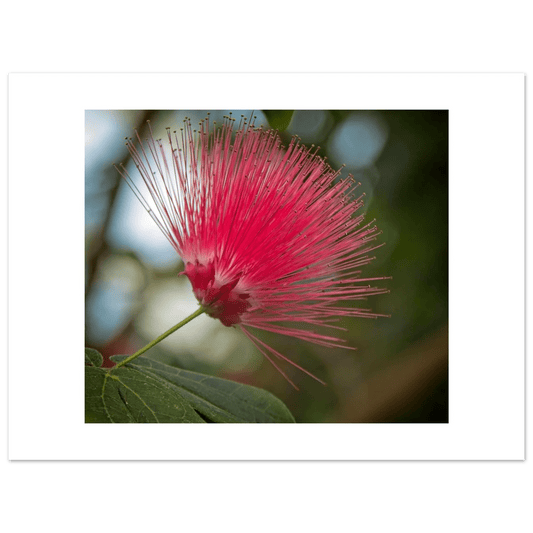 Red Powder Puff Flower Poster - Calgary Zoo Alberta Art Print - Dave Pattinson Photography Online Shop