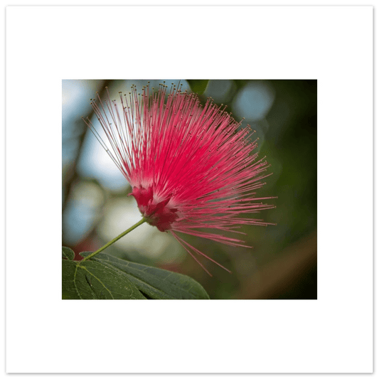 Red Powder Puff Flower Poster - Calgary Zoo Alberta Art Print - Dave Pattinson Photography Online Shop