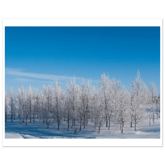 Snowy Trees at Sunrise Poster – Premium Matte Art Print of Alberta's Landscape - Dave Pattinson Photography Online Shop