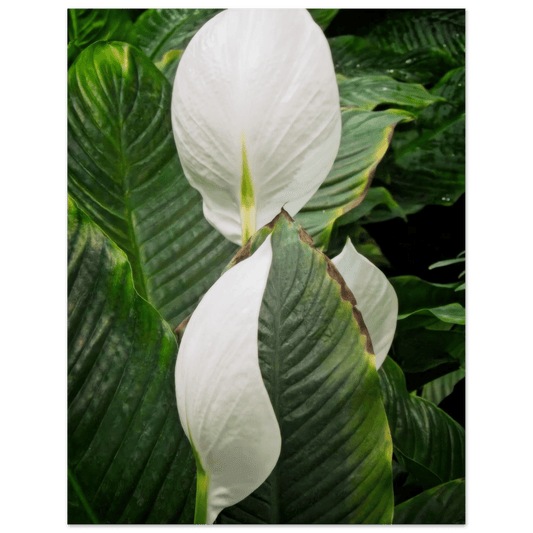 Spathiphyllum Wallisii Poster – Devonian Gardens, Calgary, Alberta - Dave Pattinson Photography Online Shop