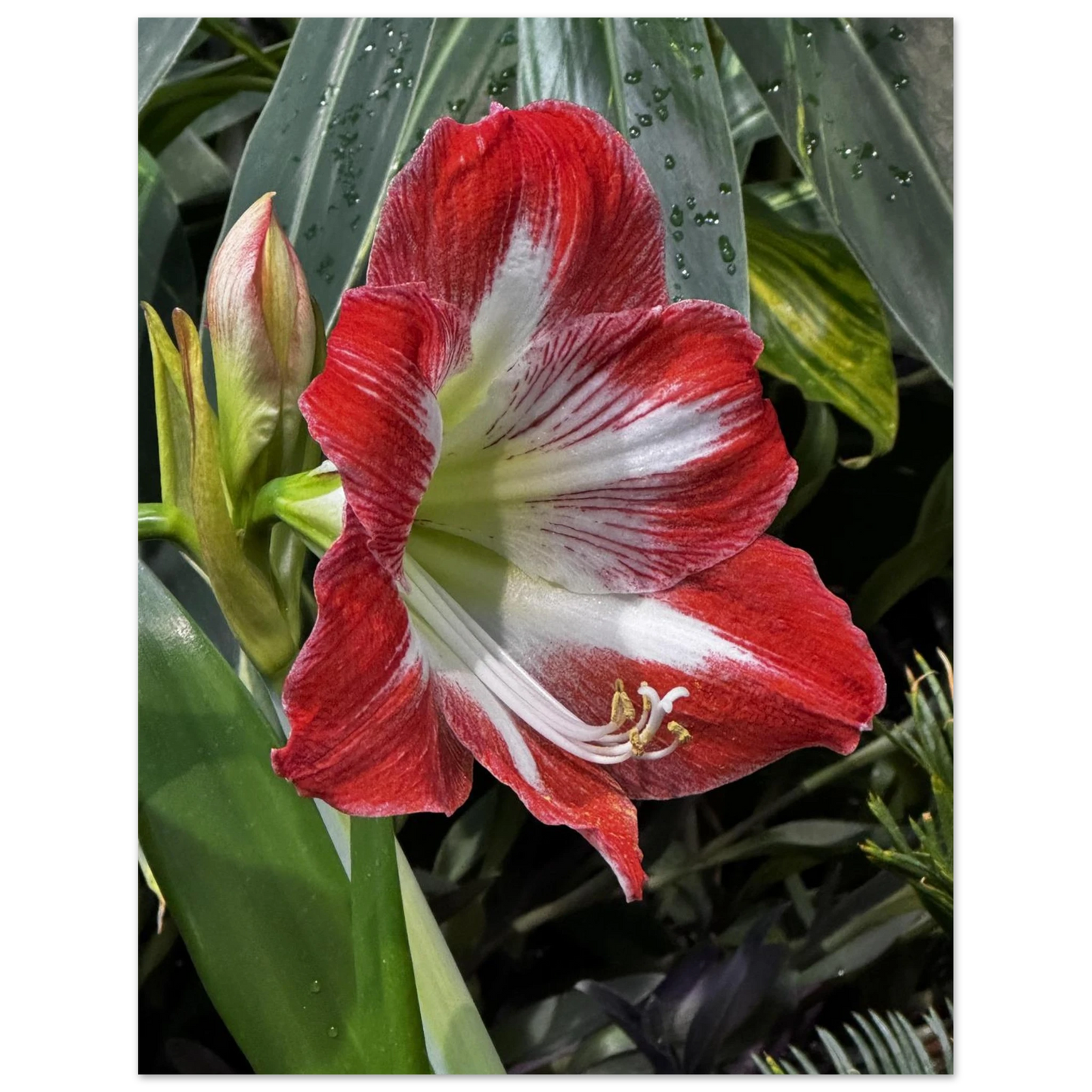 Stunning Amaryllis Flowers Poster – Devonian Gardens Design - Dave Pattinson Photography Online Shop
