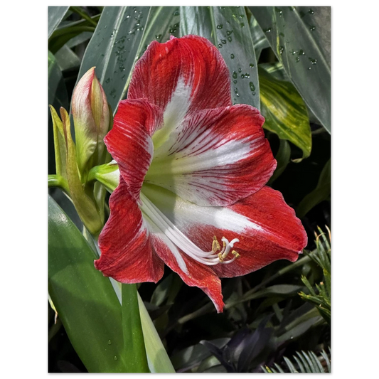 Stunning Amaryllis Flowers Poster – Devonian Gardens Design - Dave Pattinson Photography Online Shop