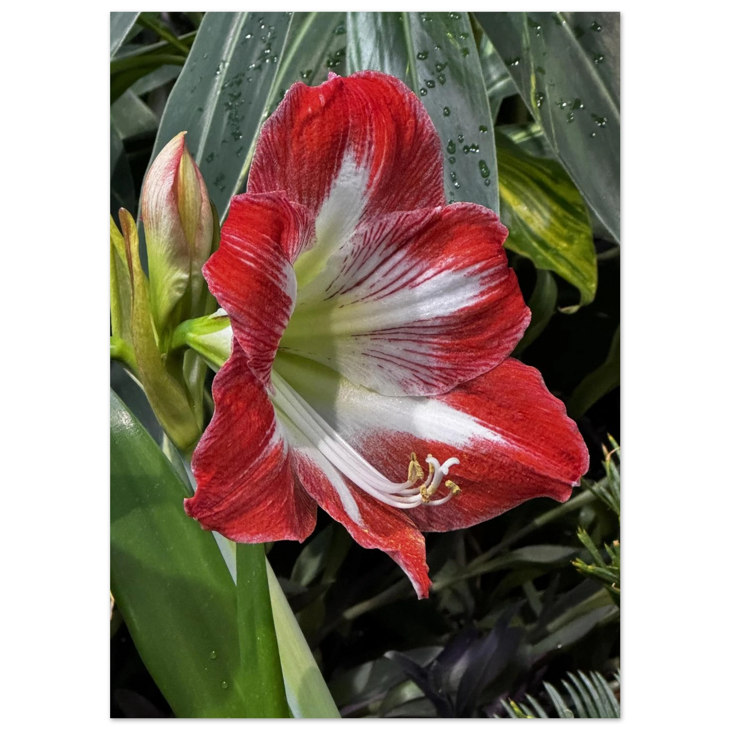 Stunning Amaryllis Flowers Poster – Devonian Gardens Design - Dave Pattinson Photography Online Shop