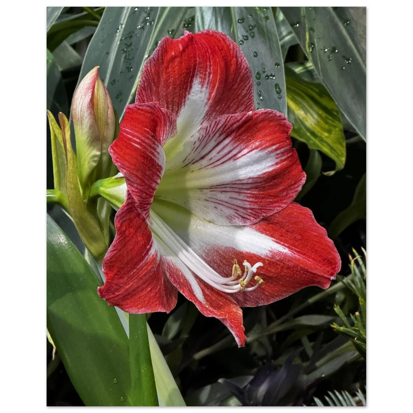 Stunning Amaryllis Flowers Poster – Devonian Gardens Design - Dave Pattinson Photography Online Shop