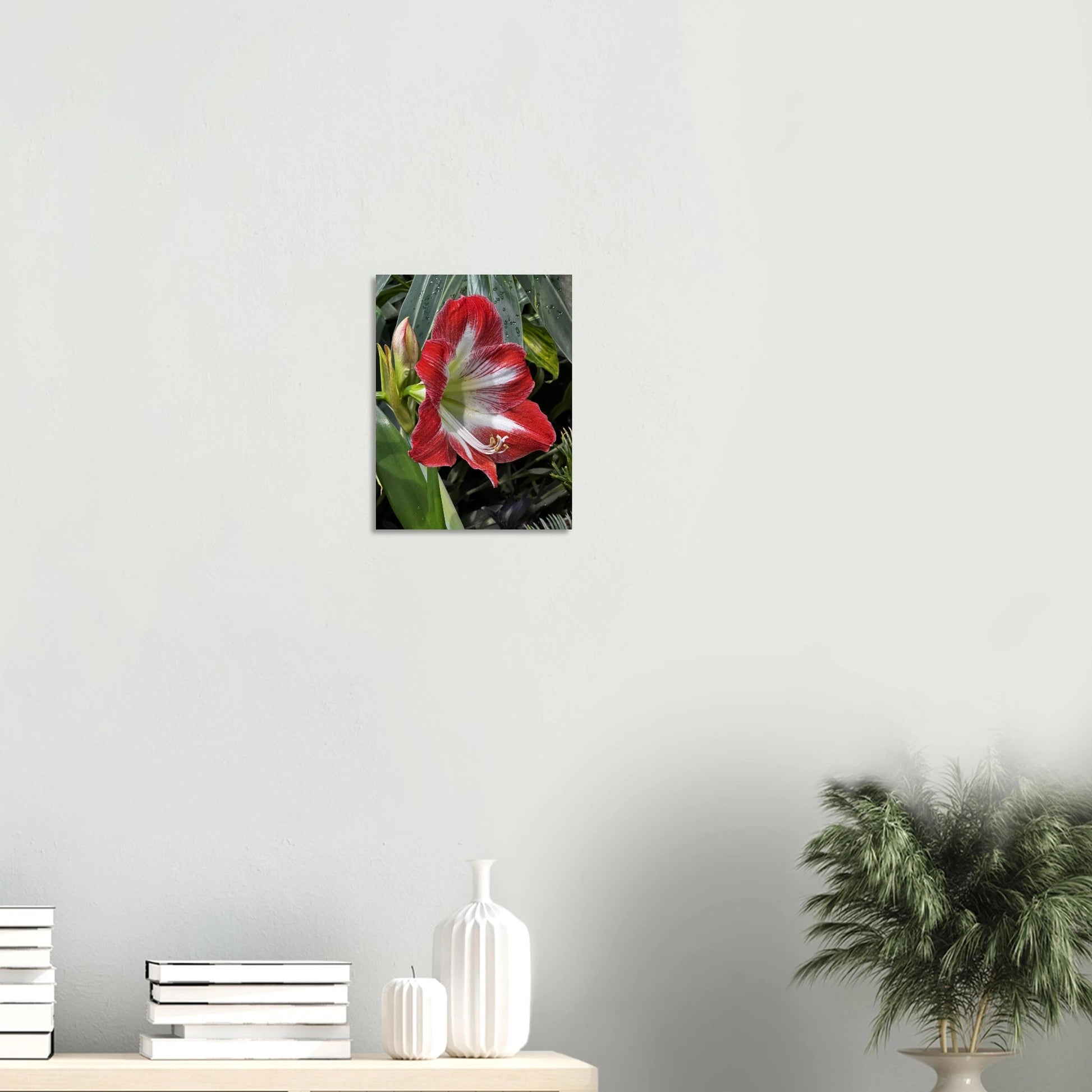 Stunning Amaryllis Flowers Poster – Devonian Gardens Design - Dave Pattinson Photography Online Shop