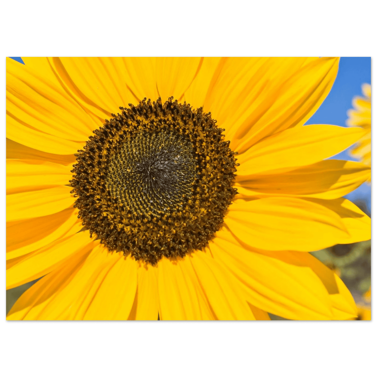 Sunflowers poster Kelowna BC featuring a vibrant sunflower close-up in bright yellow hues.
