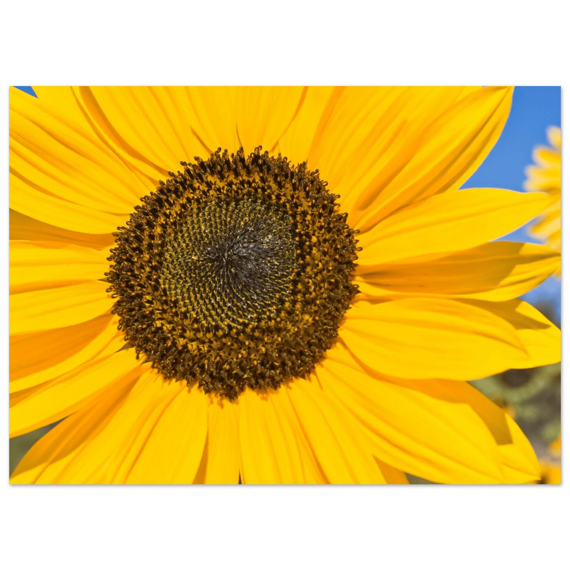 Sunflowers poster Kelowna BC featuring a vibrant sunflower close-up in bright yellow hues.
