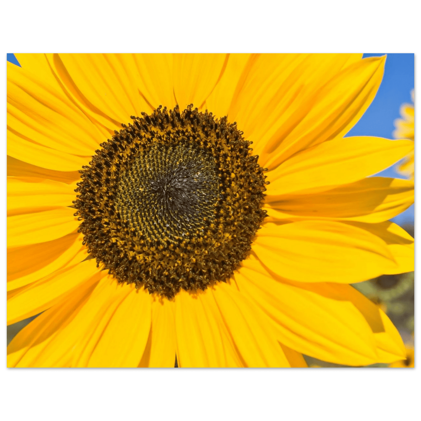 Sunflowers poster Kelowna BC featuring a vibrant sunflower close-up in bright yellow hues.