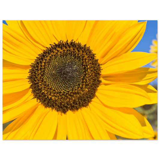 Sunflowers poster Kelowna BC featuring a vibrant sunflower close-up in bright yellow hues.
