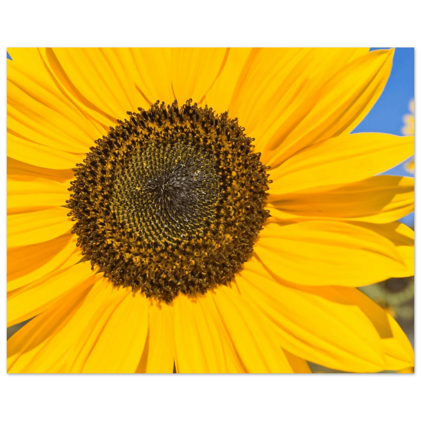 Sunflowers poster Kelowna BC featuring a vibrant sunflower close-up in bright yellow hues.