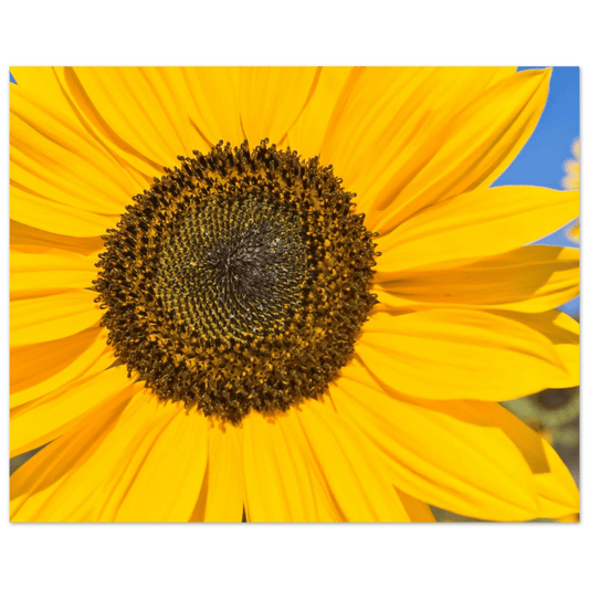 Sunflowers poster Kelowna BC featuring a vibrant sunflower close-up in bright yellow hues.