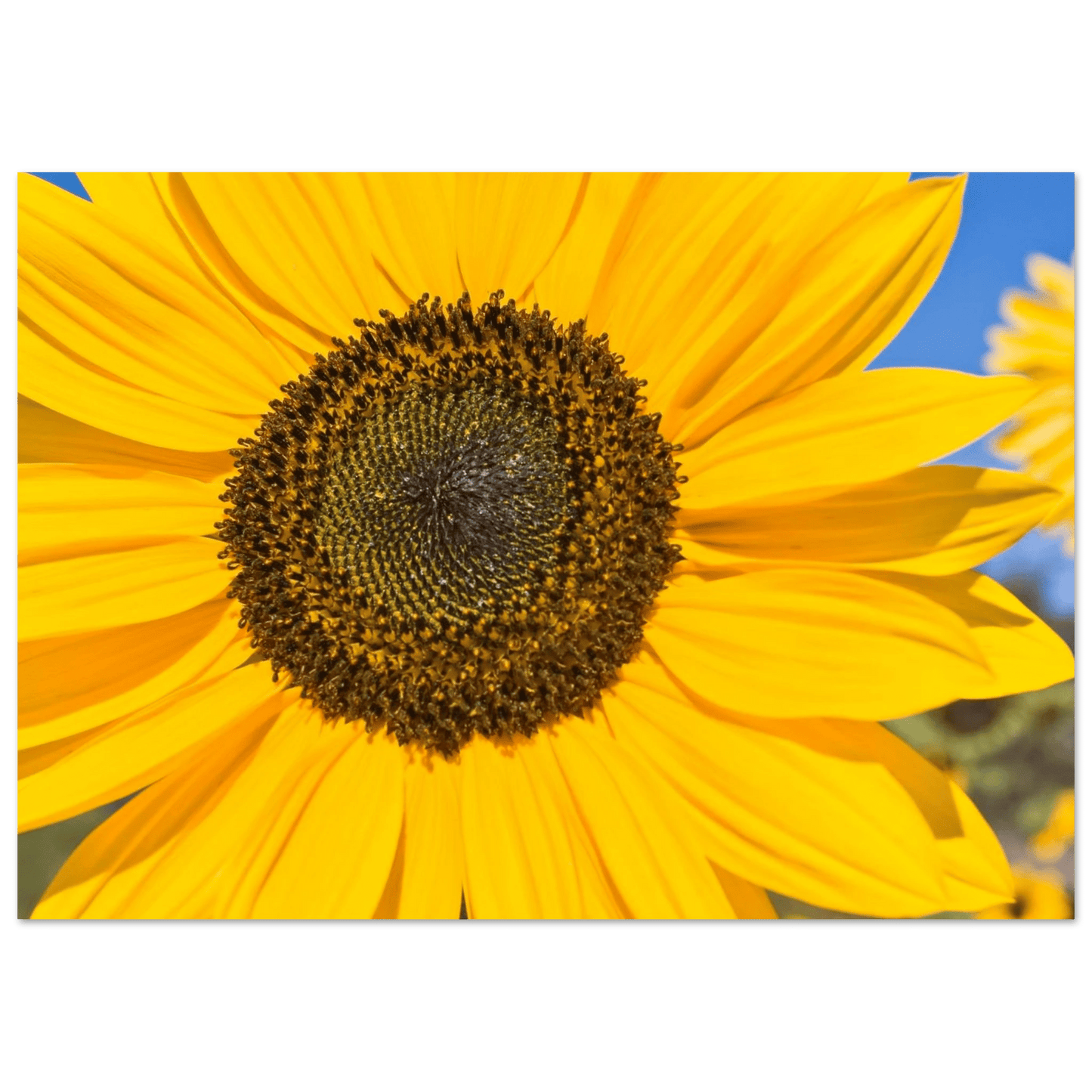 Sunflowers poster Kelowna BC featuring a vibrant sunflower close-up in bright yellow hues.