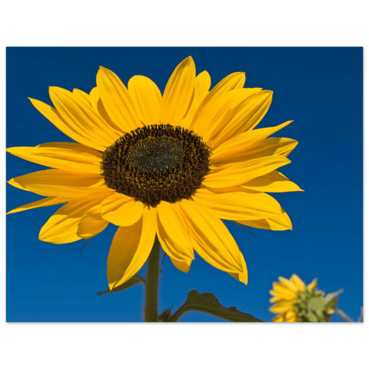Kelowna BC sunflowers art print featuring a bright sunflower against a clear blue sky.